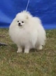 CH. Julic Iachimciuc Von Haus