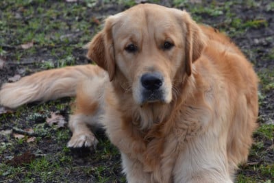 Vuitton du haut de la Girauderie