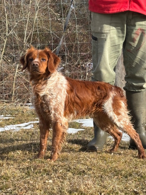 Tobby des landes de pavée