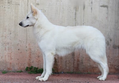 https://chiens-de-france.com/photo/chiens/2026_01/tn200/TN200_20260129131359697b4f070ff41.jpg