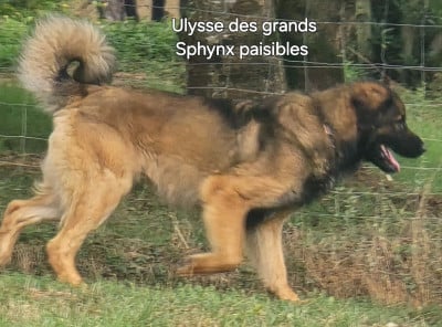 ULYSSE DES GRANDS SPHYNX PAISIBLES Grands sphynx paisibles