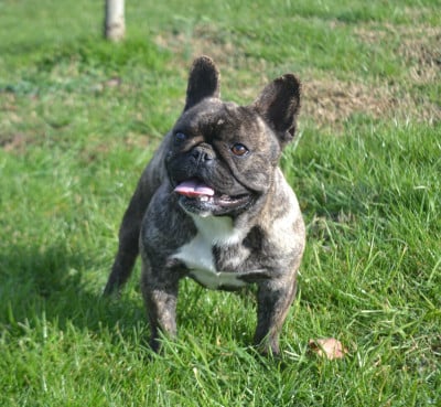 https://chiens-de-france.com/photo/chiens/2026_01/tn200/TN200_20260130161035697cc9ebdbba4.jpg