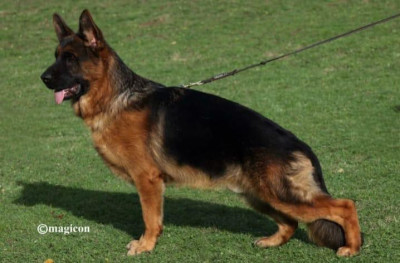 CH. Sergio Du Montgison