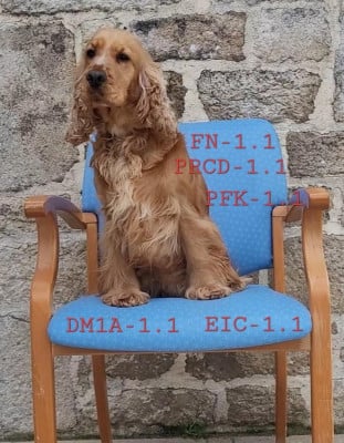 https://chiens-de-france.com/photo/chiens/2026_01/tn200/TN200_2026030614581769aadd795e2b2.jpg