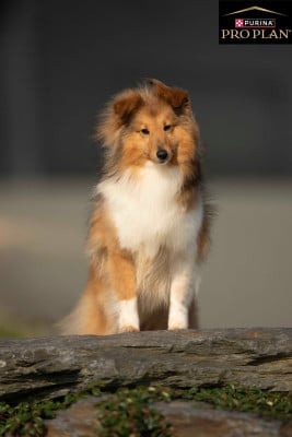 https://chiens-de-france.com/photo/chiens/2026_01/tn200/TN200_2026032411084669c262ae4a625.jpg