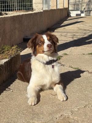 https://chiens-de-france.com/photo/chiens/2026_01/tn200/TN200_2026033114385169cbc05b7f2aa.jpg