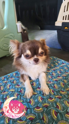 https://chiens-de-france.com/photo/chiens/2026_01/tn200/TN200_2026042016054969e632bddd790.png