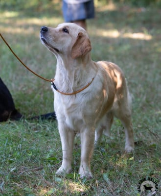 https://chiens-de-france.com/photo/chiens/2026_01/tn200/TN200_2026050217091469f6139ae4f38.jpg