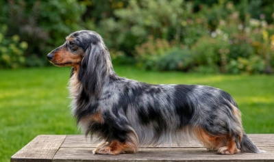 https://chiens-de-france.com/photo/chiens/2026_01/tn200/TN200_202605151914196a07546bac928.png