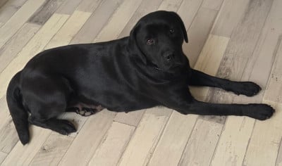 https://chiens-de-france.com/photo/chiens/2026_01/tn200/TN200_202607271343126a674450e19e2.jpg