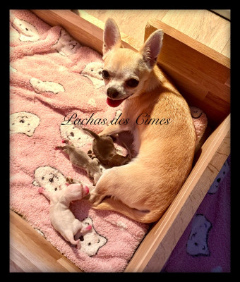 https://chiens-de-france.com/photo/chiens/2026_01/tn200/TN200_202608211613216a885d019659c.jpg