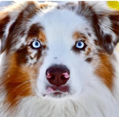 Really happy des dolmen d'an arvor