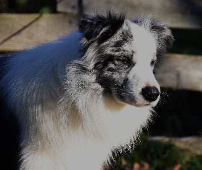 Virango oaks des Collines de Sagne