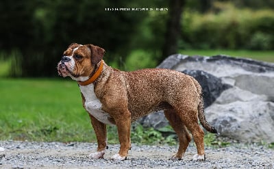https://chiens-de-france.com/photo/chiens/2026_01/tn200/TN200_chiens-Bulldog-continental-c5b46b2a-bde7-bc74-11ae-5b6a6cbfc03c_min.jpg