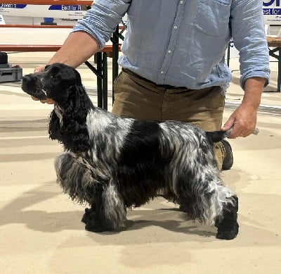 i will be Irresistible charmer