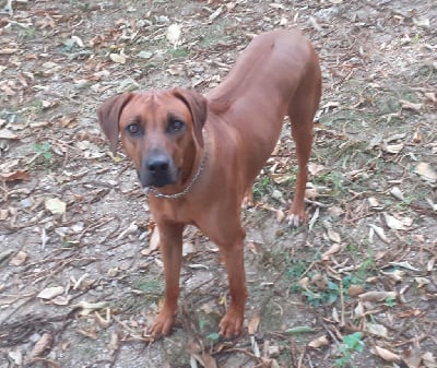 https://chiens-de-france.com/photo/chiens/2026_01/tn200/TN200_chiens-Rhodesian-Ridgeback-b23d65dd-452e-bf14-7d0e-f9cbc86d0d53_min.jpg