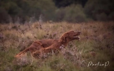 TR. Nell des solos de rory