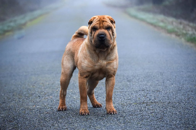 https://chiens-de-france.com/photo/chiens/2026_01/tn200/TN200_chiens-Shar-Pei-2fca6ec1-431b-9a04-5579-5b5f2744e161_min.jpg