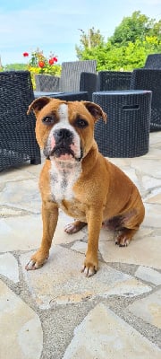 https://chiens-de-france.com/photo/chiens/2026_01/tn200/TN200_chiens-Staffordshire-Bull-Terrier-4be54350-6056-1eb4-2da2-951cd5559462_min.jpg