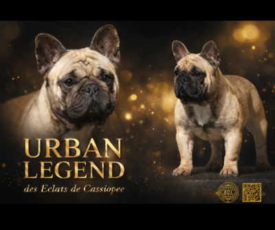 https://chiens-de-france.com/photo/chiens/2026_02/tn200/TN200_20260202222752698116d811523.png