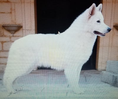 Shadow L'Aigle de la Tounelle