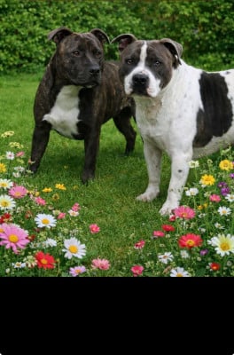 Marcus des Molosses Factory