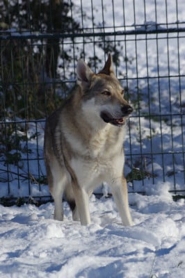 CH. Casey strazce walhaly