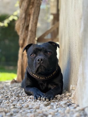 Under Des Guerriers Pacifiques