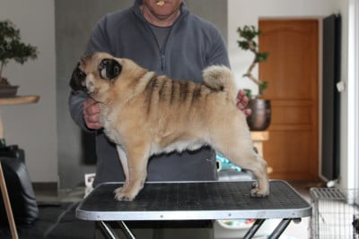 limisengi's Showstopper