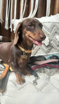 uriel clairi?re aux cerfs