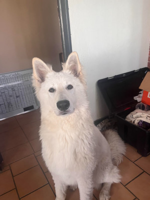 TYREESE De La For?t Des Bergers