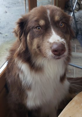 https://chiens-de-france.com/photo/chiens/2026_02/tn200/TN200_20260210173648698b5ea01892c.jpg