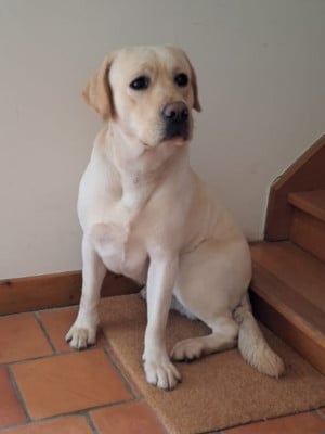 Volnay De la croix d'albatre