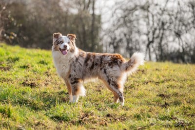 of the smiling house Soy Chino