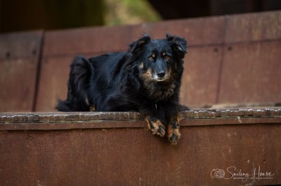https://chiens-de-france.com/photo/chiens/2026_02/tn200/TN200_202602141359096990719dd9932.jpg