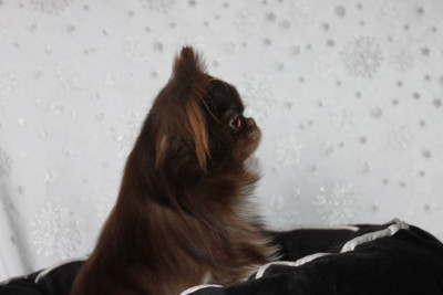 VALENTINO Des Pattounes Douces