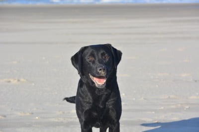 https://chiens-de-france.com/photo/chiens/2026_02/tn200/TN200_20260215220800699235b03d623.jpg