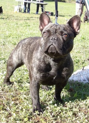 VALIBISS de la Maison d?Oscar et Cie
