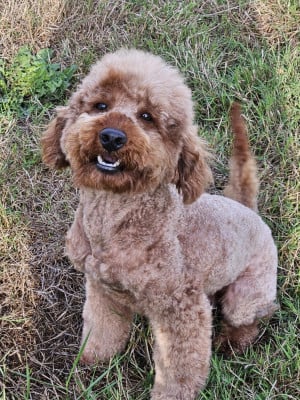 Summer of love (dit sheeran) Of Aveburry Queen