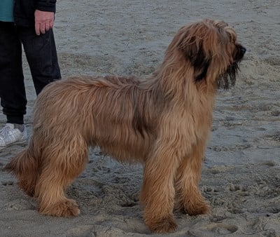 https://chiens-de-france.com/photo/chiens/2026_02/tn200/TN200_202602171915196994b0372854c.jpg