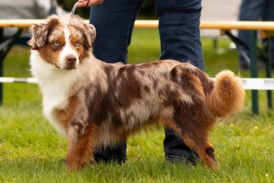 Vhispers Shaman Red Miniloup De La For?t Qui Chante