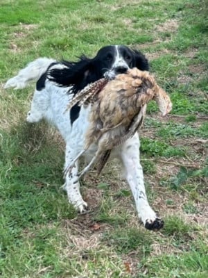 https://chiens-de-france.com/photo/chiens/2026_02/tn200/TN200_2026022107244569994fad7f16a.jpg