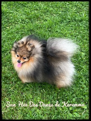 Sun hee des dunes de keremma Des Dunes De Keremma