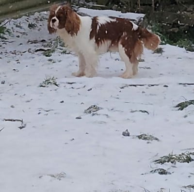 VALENTIN du domaine de la Louvioti?re