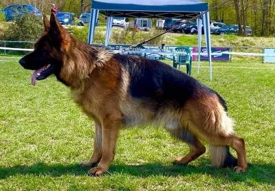 RAMSES Des Bergers De La Baumasse