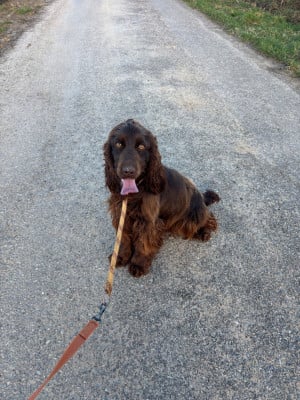 https://chiens-de-france.com/photo/chiens/2026_02/tn200/TN200_20260224192311699dec8f2b1da.jpg