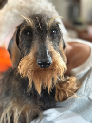 Raven de la l?gende d'andocles