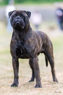 CH. Teddy du domaine de mc queen Du Domaine De Mc Queen