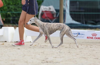 https://chiens-de-france.com/photo/chiens/2026_02/tn200/TN200_2026022718220969a1d2c1af4cf.jpg