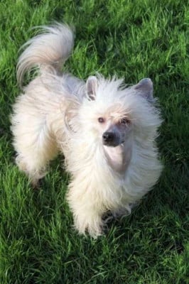 CH. DIAMONDS ARE FOREVER OF CAYOCARPO